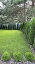 Green arborvitae planted in a row on a green lawn. Landscaping in the courtyard of a private house. Thuja living fence Royalty Free Stock Photo