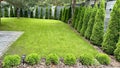Green arborvitae planted in a row on a green lawn. Landscaping in the courtyard of a private house. Thuja living fence Royalty Free Stock Photo