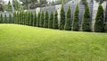 Green arborvitae planted in a row on a green lawn. Landscaping in the courtyard of a private house. Thuja living fence Royalty Free Stock Photo