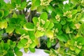 Landscaping and decoration off city streets. Potted decorative green plant in street in outdoor cafe