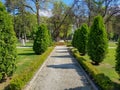 Landscaping decorative design. Raws of trees in city park with pathways