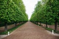 Landscaping decorative design. Raws of trees in park alley