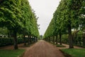 Landscaping decorative design. Raws of trees in park alley with pathways at Petergof or Peterhof Palace