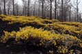 Landscaping of devastated burnt land after wildfire in forest background. Nature rebirth, wilderness survival