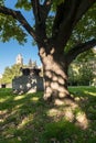 Forked trunk of an old oak in the yard of Moscow State University, Russia. Royalty Free Stock Photo