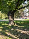 Forked trunk of an old oak in the yard of Moscow State University, Russia. Royalty Free Stock Photo