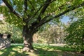 Forked trunk of an old oak in the yard of Moscow State University, Russia. Royalty Free Stock Photo