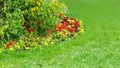 Landscaping flower beds with blooming flowers.