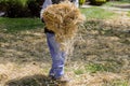 Landscaping gardener spreading straw mulch gardening housework