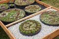 Landscaping ideas, houseleek succulent seedling compositions, gardening