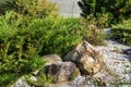 Landscaping. Large stones, green bushes and small stones.