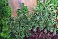 Vertical tropical garden, landscaping with lush tropic and colorful rainforest plants bromeliad neoregelia fireball