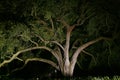 Landscaping - Oak Tree Lit At Night Royalty Free Stock Photo