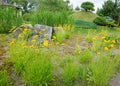 Landscaping in the park. Lawn with yellow flowers Royalty Free Stock Photo