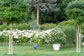 Landscaping of the territory with trees, a lawn, flowers and a white clay pot