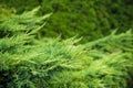 Landscaping, thuja fence, thuja tree branches closeup, background with copyspace