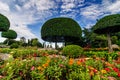 Landscaping trimmed trees in public park