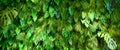 Landscaping wall texture background, vertical garden with green plants Royalty Free Stock Photo