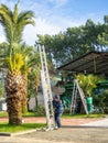 Landscaping workers tie palm leaves with rope. Palm tree leaves trimmed by gardeners at the resort. December at sea. Enclosing the