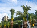 Landscaping workers tie palm leaves with rope. Palm tree leaves trimmed by gardeners at the resort. December at sea. Enclosing the