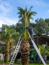 Landscaping workers tie palm leaves with rope. Palm tree leaves trimmed by gardeners at the resort. December at sea. Enclosing the