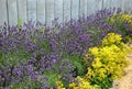 Landscaping with yellow ivy and blue lavender on a sandy playground with a park bench