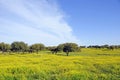 Landschap Extramadura, Landscape Extramadura Royalty Free Stock Photo