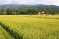 Landscape with rice fields, agricultural industries in Lovina, Bali, Indonesia Royalty Free Stock Photo