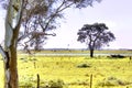 Landscpe Pasture fields and cattle Royalty Free Stock Photo