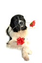 Landseer dog love st valentin romantic