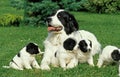 Landseer Dog, Mother with Pup laying on Grass Royalty Free Stock Photo