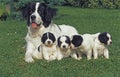 Landseer Dog, Mother with Pup laying on Grass Royalty Free Stock Photo