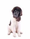 Landseer dog puppy in front of white background Royalty Free Stock Photo