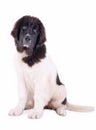 Landseer dog puppy in front of white background Royalty Free Stock Photo