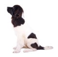 Landseer dog puppy in front of white background Royalty Free Stock Photo