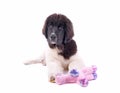 Landseer dog puppy in front of white background Royalty Free Stock Photo