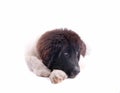 Landseer dog puppy in front of white background Royalty Free Stock Photo