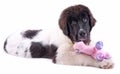 Landseer dog puppy in front of white background Royalty Free Stock Photo