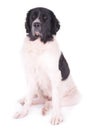 Landseer dog puppy Royalty Free Stock Photo
