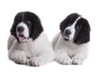 Landseer dog puppy Royalty Free Stock Photo