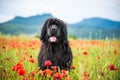 Landseer dog pure breed in poppy field flower Royalty Free Stock Photo