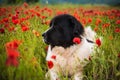 Landseer dog pure breed in poppy field flower Royalty Free Stock Photo