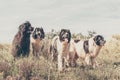 Landseer dog pure breed in poppy field flower Royalty Free Stock Photo