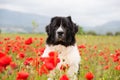 Landseer dog pure breed in poppy field flower Royalty Free Stock Photo