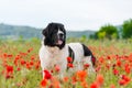 Landseer dog pure breed in poppy field flower Royalty Free Stock Photo