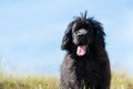 Landseer dog pure breed in poppy field flower Royalty Free Stock Photo