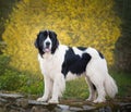 Landseer dog pure breed playing fun lovely puppy Royalty Free Stock Photo