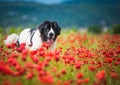 Landseer dog pure breed in poppy field flower Royalty Free Stock Photo