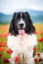 Landseer dog pure breed in poppy field flower Royalty Free Stock Photo