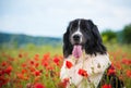 Landseer dog pure breed in poppy field flower Royalty Free Stock Photo